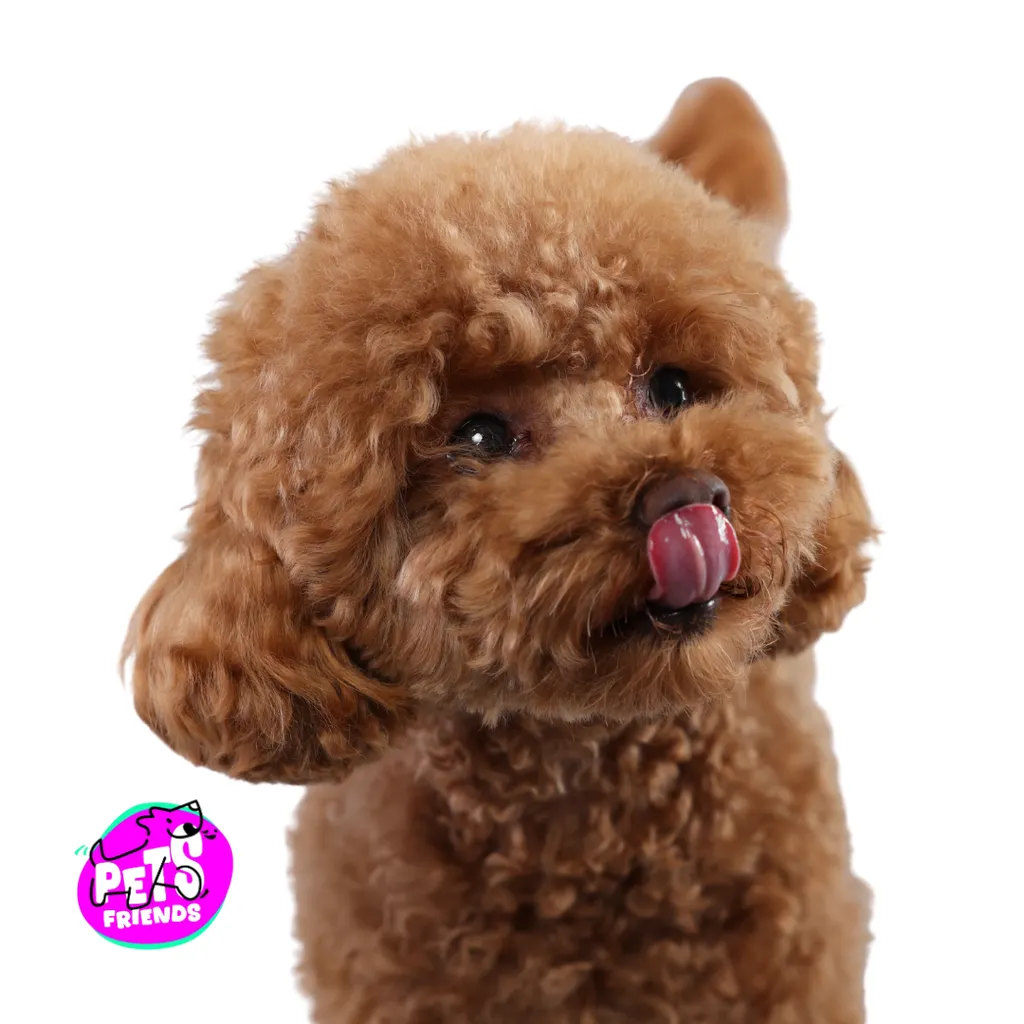 Service Full Groom - Deluxe Bath & Haircut (copy)